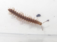 Polydesmus denticulatus