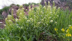 Thlaspi arvense