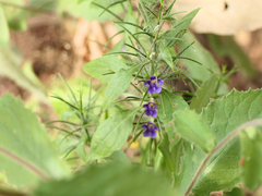 Haplanthodes verticillatus