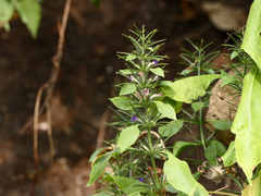 Haplanthodes verticillatus