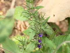 Haplanthodes verticillatus