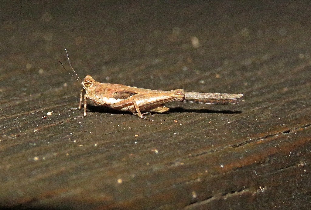 Micronotus