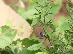 Haplanthodes verticillatus