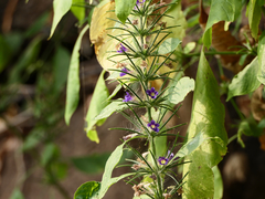 Haplanthodes verticillatus