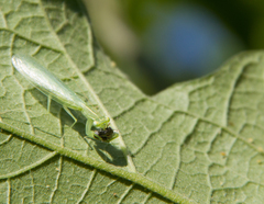 Tropidomantis tenera