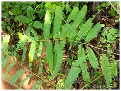 Phyllanthus emblica
