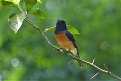 Myiagra vanikorensis