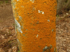 Trentepohlia umbrina