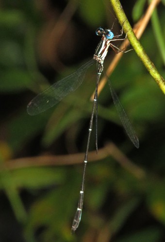 Perilestes solutus