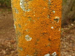 Trentepohlia umbrina