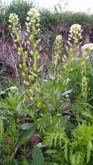 Thlaspi arvense
