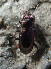 Notiophilus palustris