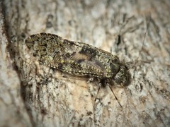 Nimbopsocus australis