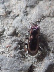 Notiophilus palustris