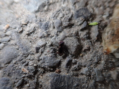 Notiophilus palustris