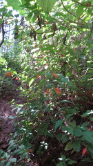 Clinopodium macrostemum