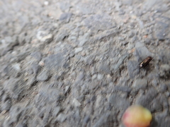 Notiophilus palustris