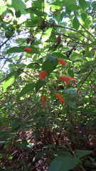 Clinopodium macrostemum