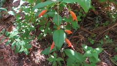 Clinopodium macrostemum