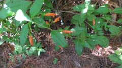 Clinopodium macrostemum