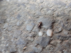 Notiophilus palustris