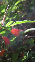 Clinopodium macrostemum