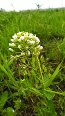 Thlaspi arvense