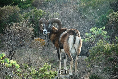 Ovis aries musimon