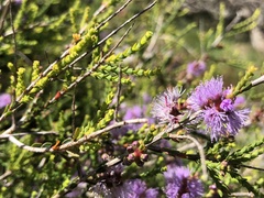 Melaleuca gibbosa