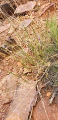 Digitaria brownii