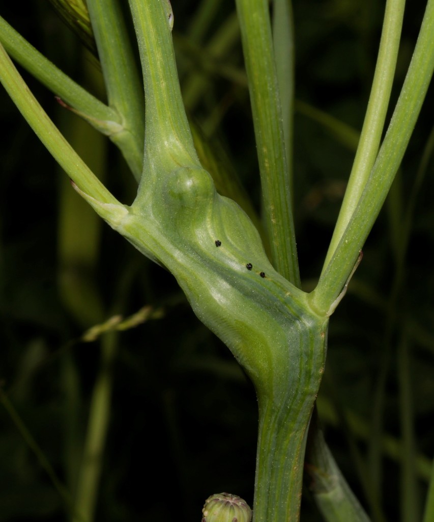 Catsear Gall Wasp