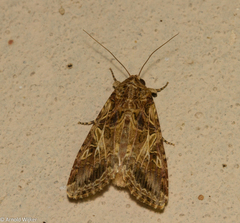 Spodoptera cosmioides