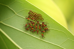 Paradasynus spinosus