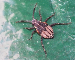 Deraeocoris trifasciatus