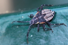 Deraeocoris trifasciatus