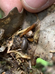 Armadillidium opacum