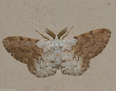 Thyrinteina arnobia