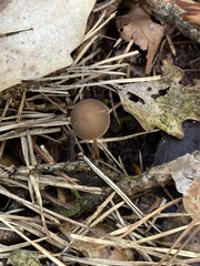 Strobilurus tenacellus