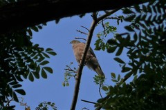 Accipiter rufitorques