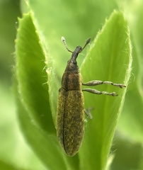 Epimeces