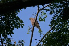 Accipiter rufitorques