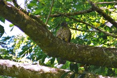 Accipiter rufitorques