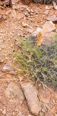 Digitaria brownii