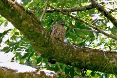 Accipiter rufitorques