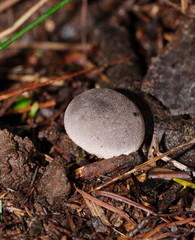 Lycoperdon subincarnatum