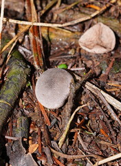 Lycoperdon subincarnatum