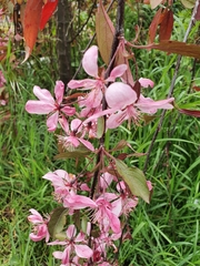 Malus floribunda