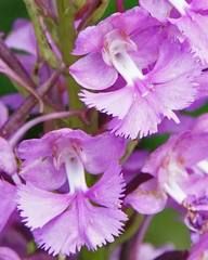 Platanthera grandiflora