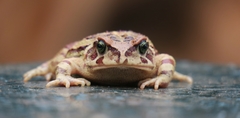 Sclerophrys pardalis