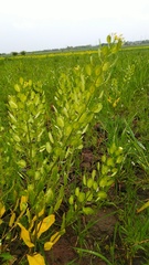 Thlaspi arvense